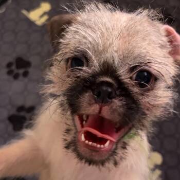 Whiskey -  Pug and Yorkshire Terrier Dog for Adoption in Oklahoma City, Oklahoma - Whiskey | PetCurious