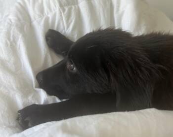 Athena -  Labrador Retriever Dog for Adoption in Denver, Colorado - Athena | PetCurious