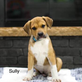 Sully -  Mixed Breed Dog for Adoption in Mobile, Alabama - Sully | PetCurious