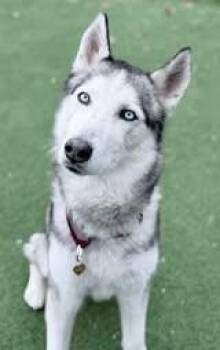Spade -  Siberian Husky Dog for Adoption in Fruit Heights, Utah - Spade | PetCurious