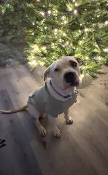 Pit Bull Terrier Dogs Available for Adoption - KANE  | PetCurious