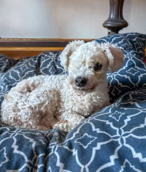 Rescue Miniature Poodle Dogs for Adoption in Stahlstown, Pennsylvania - Pebble | PetCurious