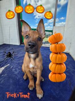 Radar -  German Shepherd Dog and Labrador Retriever Dog for Adoption - Radar | PetCurious