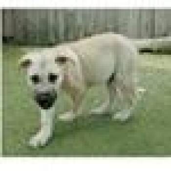 Yodel (Dopey) -  Black Mouth Cur and Mixed Breed Dog for Adoption in Tampa, Florida - Yodel (Dopey) | PetCurious