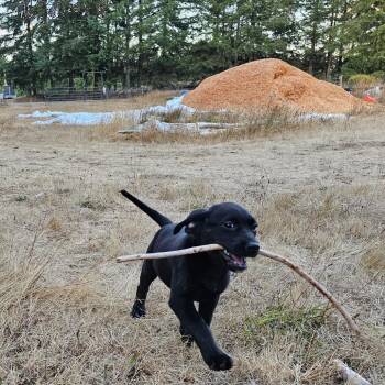 Polly -  Black Labrador Retriever and Mixed Breed Dog for Adoption in Oakville, Washington - Polly | PetCurious