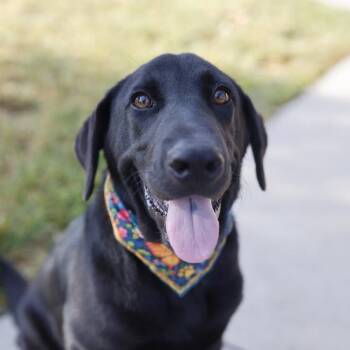 NAKOMA -  Labrador Retriever Dog for Adoption in San Antonio, Texas - NAKOMA | PetCurious