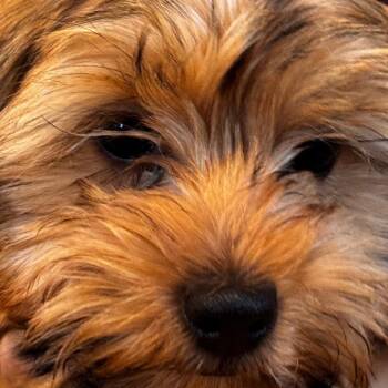 Yorkshire Terrier and Poodle Dogs Available for Adoption in Indiantown, Florida - CHIP (610) | PetCurious