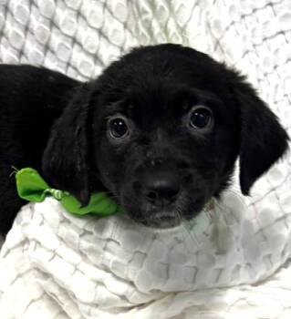 Anchor -  Black Labrador Retriever Dog for Adoption in Hawk Point, Missouri - Anchor | PetCurious