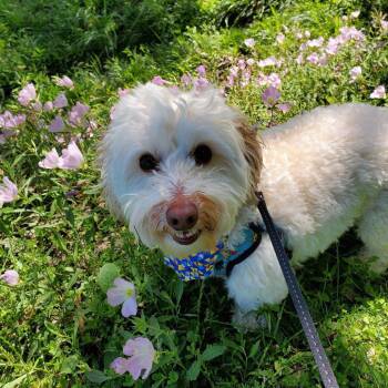 Ollie VII (New Digs) -  Poodle Dog for Adoption in Dallas, Texas - Ollie VII (New Digs) | PetCurious