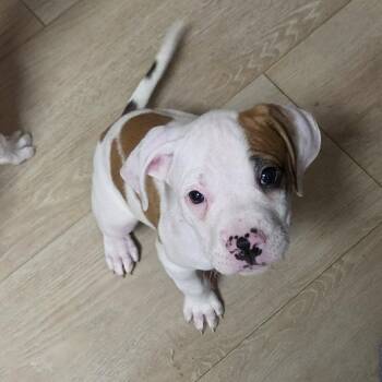 Buckaroo -  Boxer and Pit Bull Terrier Dog for Adoption in Wyandotte, Michigan - Buckaroo | PetCurious