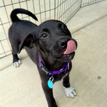 CHAUNCEY -  Labrador Retriever and Mixed Breed Dog for Adoption in Leesburg, Virginia - CHAUNCEY | PetCurious
