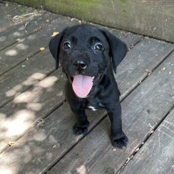 Rescue Black Labrador Retriever Dogs for Adoption in Springfield, Missouri - Skeeter | PetCurious