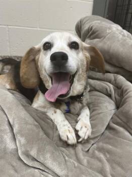 BELLA -  Beagle Dog for Adoption in Barnstable, Massachusetts - BELLA | PetCurious