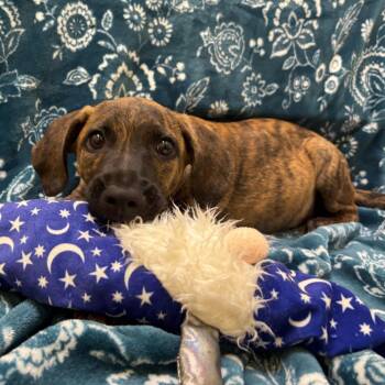 Terrier Dogs Available for Adoption in New Fairfield, Connecticut - Hope | PetCurious