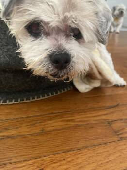 Shih Tzu Dogs Available for Adoption in West Hollywood, California - Doris Day | PetCurious