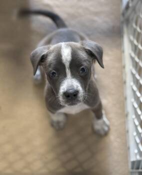 Meredith -  Mixed Breed Dog Available for Adoption in Myrtle Beach, South Carolina - Meredith | PetCurious