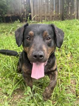 Pancake -  Corgi and Rottweiler Dog for Adoption in Indianapolis, Indiana - Pancake | PetCurious