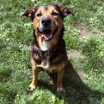 German Shepherd Dog Dogs Available for Adoption in White Oak, Pennsylvania - Boone | PetCurious