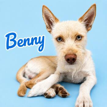 Benny -  Husky and Terrier Dog for Adoption in Scottsdale, Arizona - Benny | PetCurious