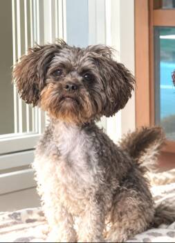 Elsa -  Miniature Poodle and Shih Tzu Dog for Adoption in Longmont, Colorado - Elsa | PetCurious