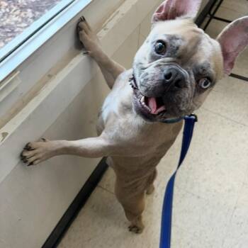 French Bulldog Dogs Available for Adoption in Boca Raton, Florida - Mitch | PetCurious
