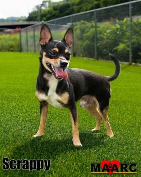Scrappy -  Chihuahua and Rat Terrier Dog for Adoption in Maryville, Tennessee - Scrappy | PetCurious