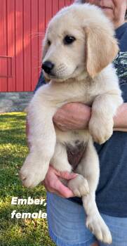 Ember -  Great Pyrenees Dog for Adoption in Byrdstown, Tennessee - Ember | PetCurious
