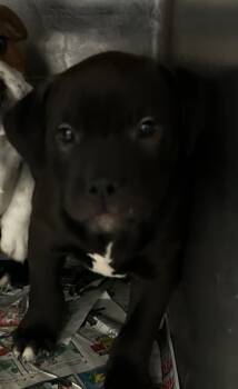 Rescue Pit Bull Terrier and Mixed Breed Dogs for Adoption in Spartanburg, South Carolina - Mobley | PetCurious