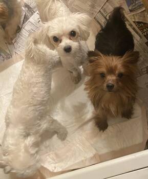 Sammy -  Yorkshire Terrier Dog for Adoption in Moreno Valley, California - Sammy | PetCurious