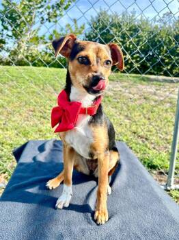 Chihuahua and Miniature Pinscher Dogs Available for Adoption in Cape Coral, Florida - Sari | PetCurious