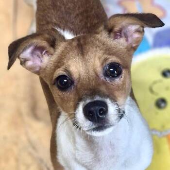 Grogu -  Rat Terrier and Chiweenie Dog for Adoption in Los Angeles, California - Grogu | PetCurious