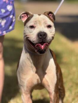 Rescue American Staffordshire Terrier Dogs for Adoption in Houston, Texas - Henry | PetCurious