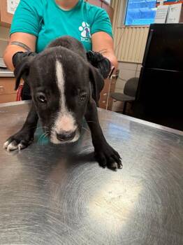 Gregory -  Mixed Breed Dog for Adoption in Bossier City, Louisiana - Gregory | PetCurious