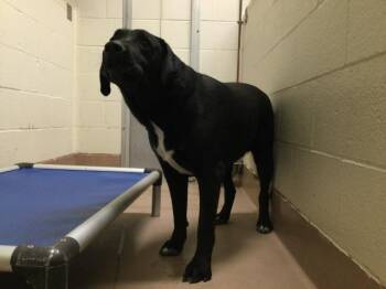 Labrador Retriever Dogs Available for Adoption - ANISE | PetCurious