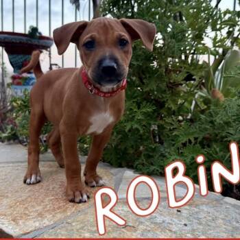 Robin -  Mixed Breed Dog for Adoption in San Diego, California - Robin | PetCurious