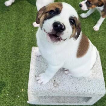 Taco 0732 -  Mixed Breed Dog for Adoption in Loxahatchee Groves, Florida - Taco 0732 | PetCurious