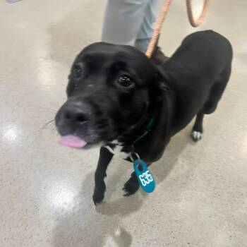 Labrador Retriever and Pit Bull Terrier Dogs Available for Adoption in Manassas, Virginia - Kickflip (ID 51273/1413) | PetCurious