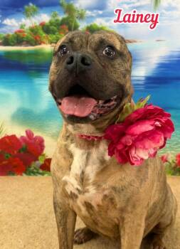 Lainey -  Mixed Breed Dog for Adoption in Flint, Michigan - Lainey | PetCurious
