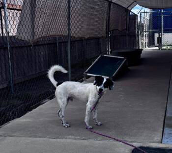 Jester -  Jack Russell Terrier and Mixed Breed Dog for Adoption in Luling, Texas - Jester | PetCurious
