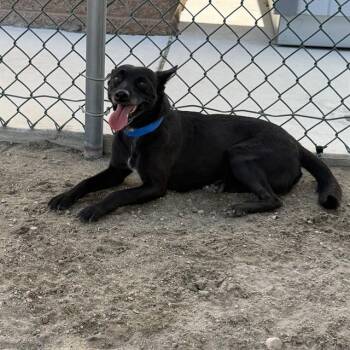 SPLINTER -  Labrador Retriever and Beagle Dog for Adoption in Riverside, California - SPLINTER | PetCurious