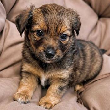 Fireworks -  Chihuahua and None Dog for Adoption in Tampa, Florida - Fireworks | PetCurious
