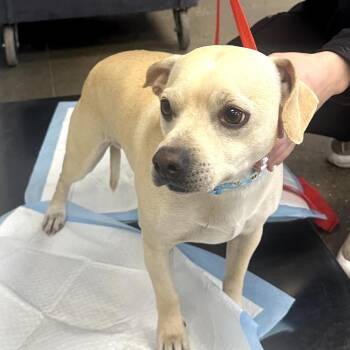 Chihuahua Dogs Available for Adoption - Paco | PetCurious