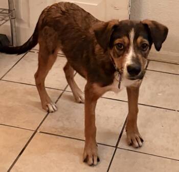 Rescue Australian Cattle Dog Blue Heeler Dogs for Adoption in Broomfield, Colorado - PARKER | PetCurious