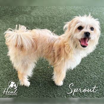 Sprout -  Yorkshire Terrier and Mixed Breed Dog for Adoption in Youngwood, Pennsylvania - Sprout | PetCurious