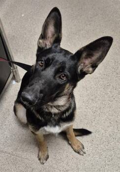 Rescue German Shepherd Dog Dogs for Adoption in Thousand Oaks, California - Vida -- URGENT!! | PetCurious