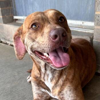 Plott Hound and Terrier Dogs Available for Adoption in Bloomfield, Connecticut - Normadeen | PetCurious