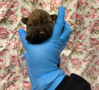 German Shepherd Dog Dogs Available for Adoption - OATMEAL | PetCurious