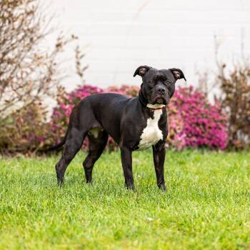 Veda -  Pit Bull Terrier Dog for Adoption in Council Bluffs, Iowa - Veda | PetCurious
