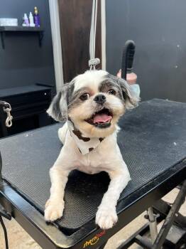 Jumanji -  Shih Tzu Dog for Adoption in Louise, Texas - Jumanji | PetCurious