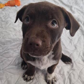 Coco (fka crisp) -  American Staffordshire Terrier and Mixed Breed Dog for Adoption in Freeport, Florida - Coco (fka Crisp) | PetCurious